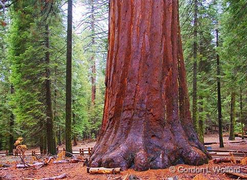 Giant Sequoia_22822.jpg - One of the Mariposa Grove photographed in Yosemite National Park, California, USA.